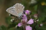 6165_Getand blauwtje (m) - Paklenica N.P. (Kroatia)
